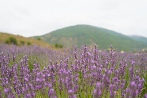 Champ de lavande - source florale du miel de lavande artisanal
