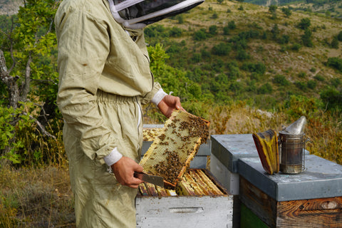 Apiculteur au travail sur la ruche - extraction de miel artisanal